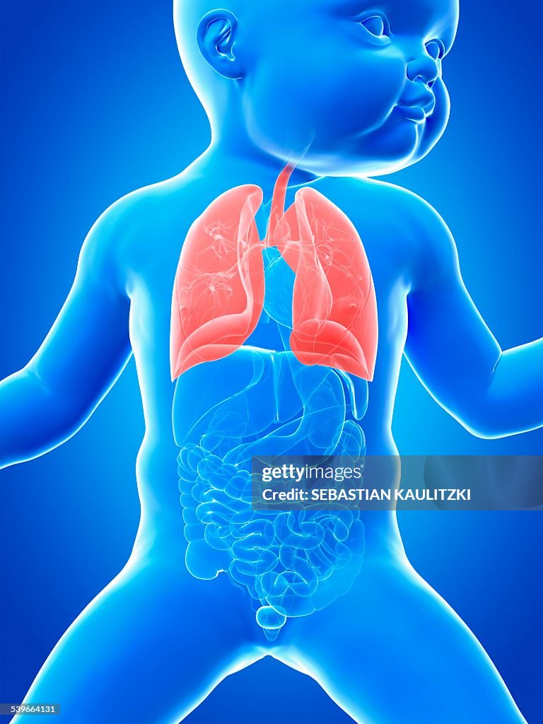 Babys lungs, illustration