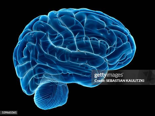 human brain, illustration - menschliches körperteil stock-grafiken, -clipart, -cartoons und -symbole