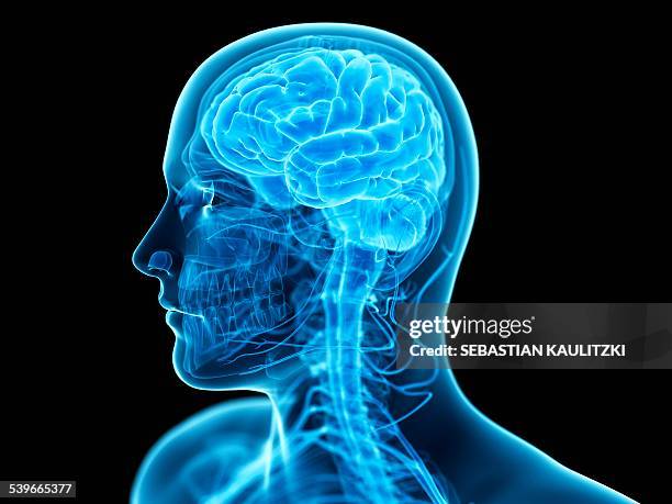 ilustraciones, imágenes clip art, dibujos animados e iconos de stock de human brain, illustration - ilustración biomédica