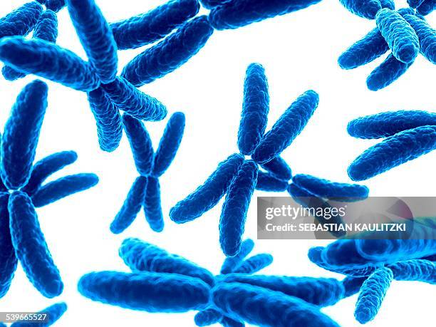 human x chromosomes, illustration - chromosome stock illustrations