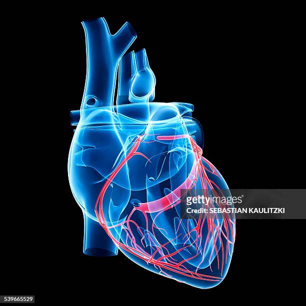 human heart, illustration - human heart stock illustrations