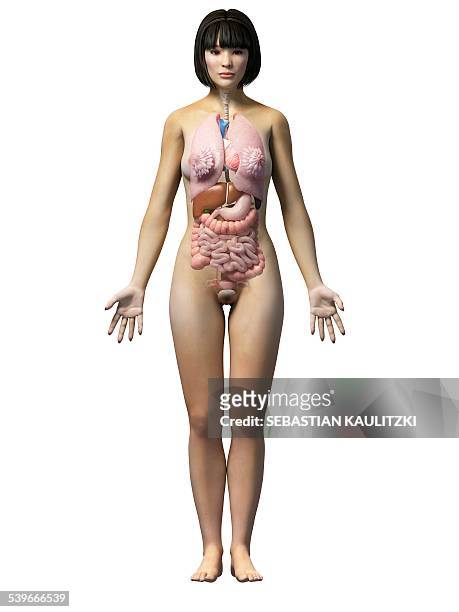 female internal organs, illustration - female internal organs stock illustrations