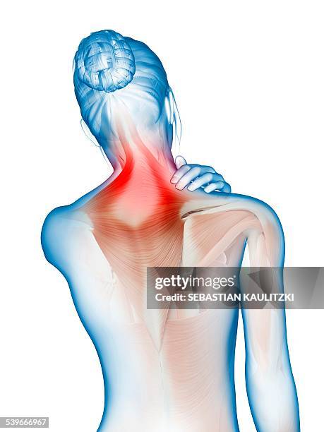 993点の背筋イラスト素材 Getty Images 993点の背筋イラスト素材 Getty Images