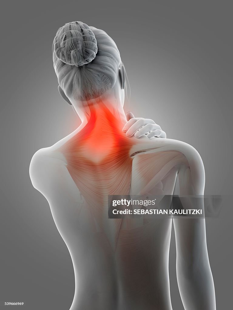 Human neck muscles, illustration