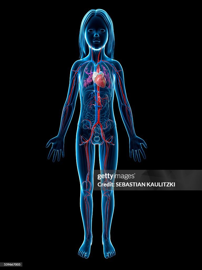 Cardiovascular system of girl