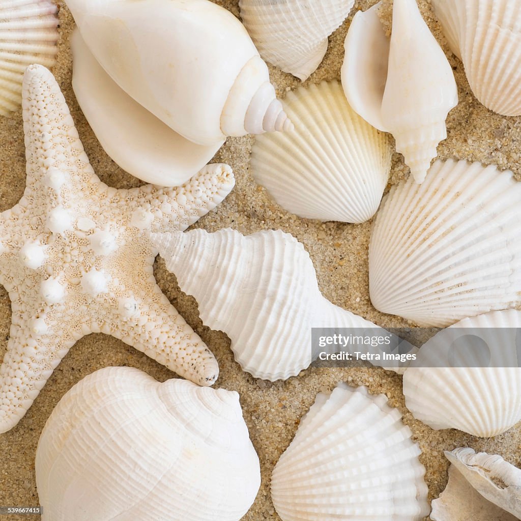 Studio shot of seashells