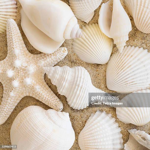 16,858 Seashells On Beach Stock Photos, High-Res Pictures, and Images ...