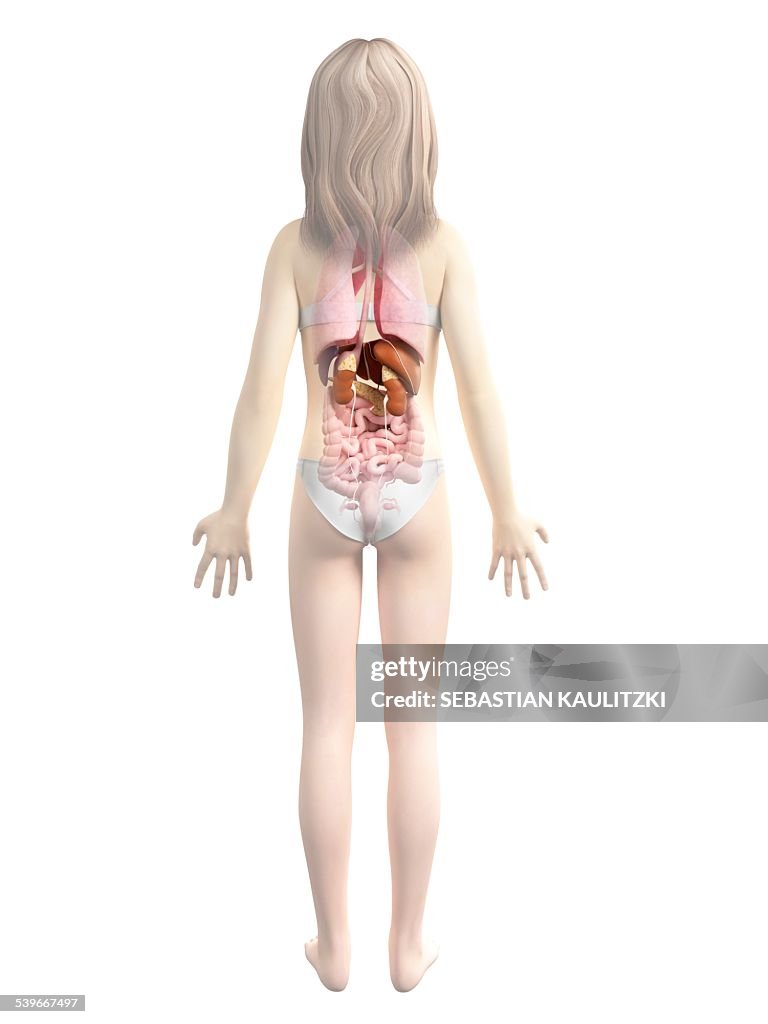 Internal organs of girl, illustration