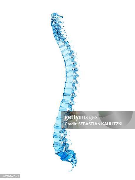 human spine, illustration - spine stock illustrations