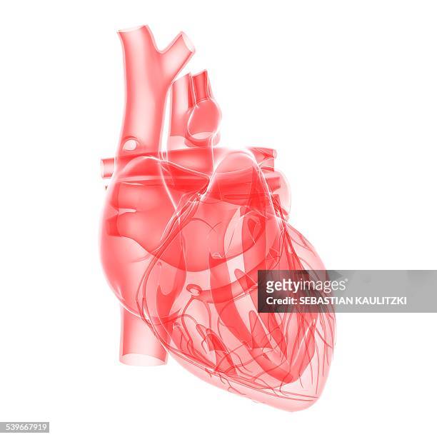 human heart, illustration - human heart stock-grafiken, -clipart, -cartoons und -symbole