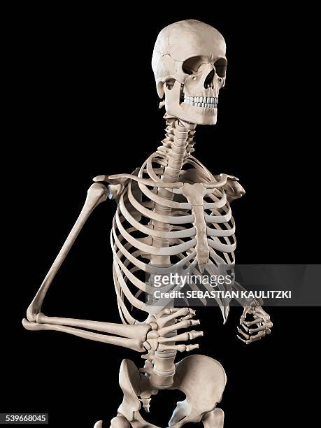 human skeletal system, illustration - human skeletal system stock illustrations