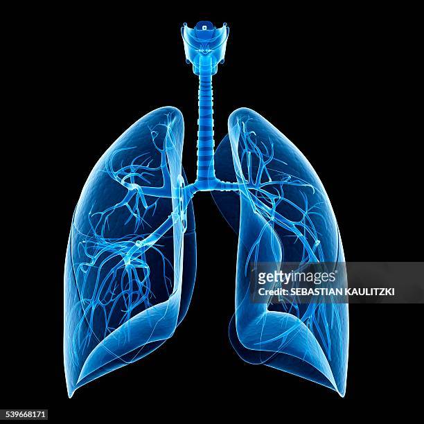  Ilustraciones de Pulmones Humanos - Getty Images