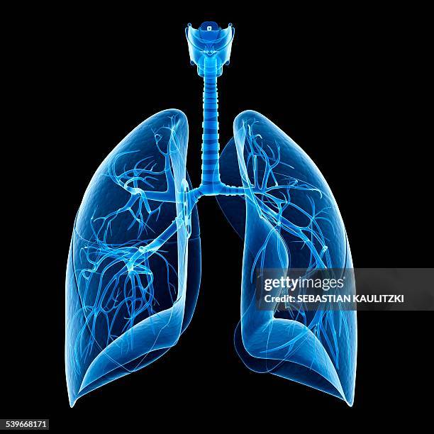 stockillustraties, clipart, cartoons en iconen met human lungs, illustration - human body part