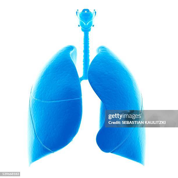 human lungs, illustration - 3d lung stock illustrations