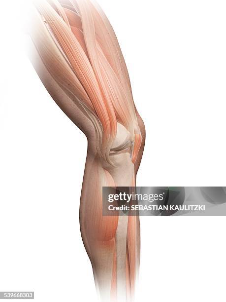 human leg muscles, illustration - legs stock illustrations