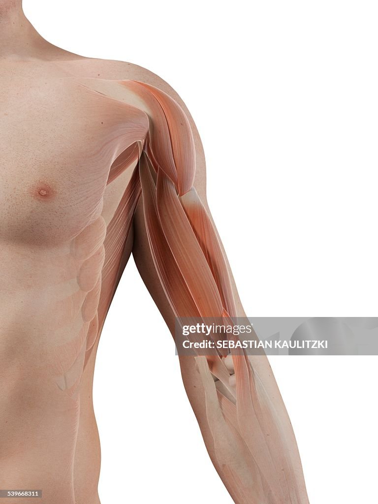 Human arm muscles, illustration