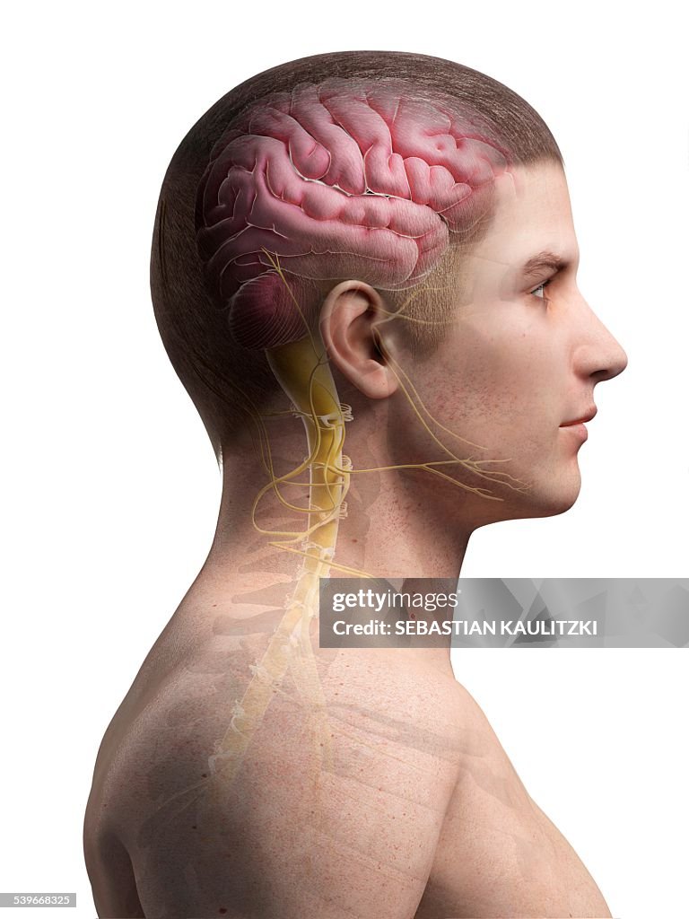 Human brain and spinal cord, illustration