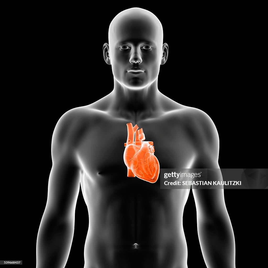 Human heart, illustration