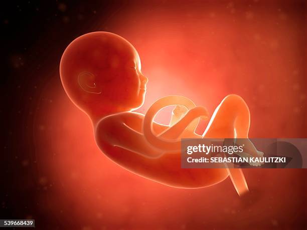 stockillustraties, clipart, cartoons en iconen met human fetus at 9 months, illustration - dierenfoetus