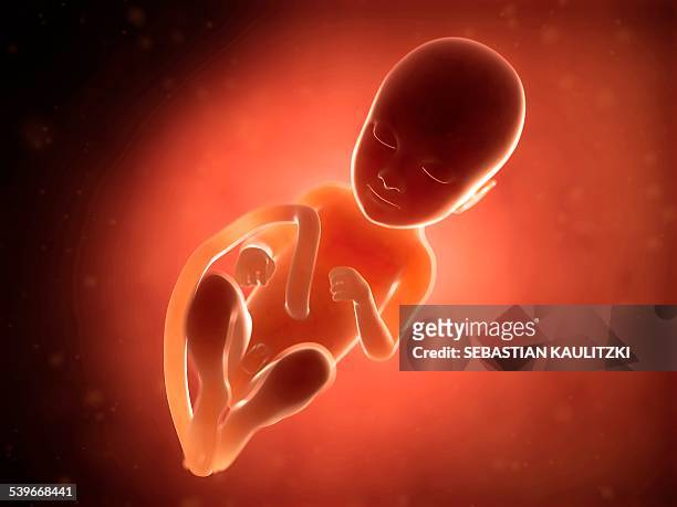 stockillustraties, clipart, cartoons en iconen met human fetus at 9 months, illustration - dierenfoetus