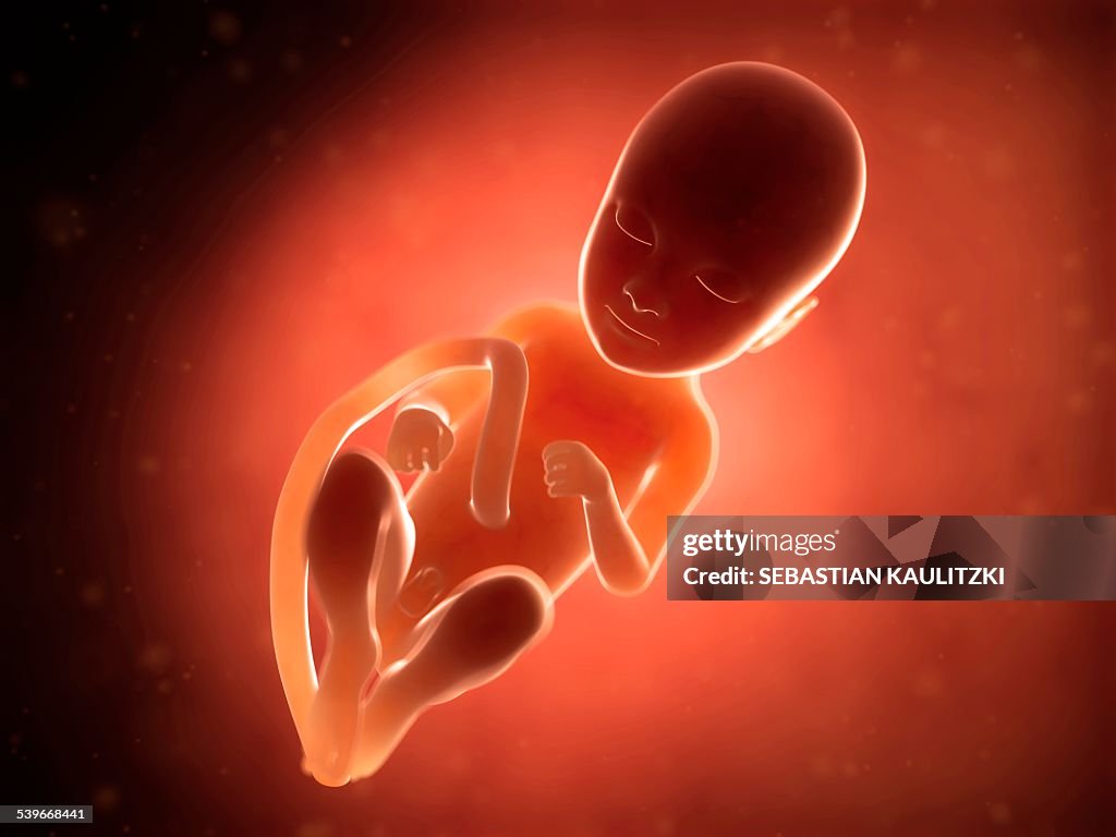 Human fetus at 9 months, illustration