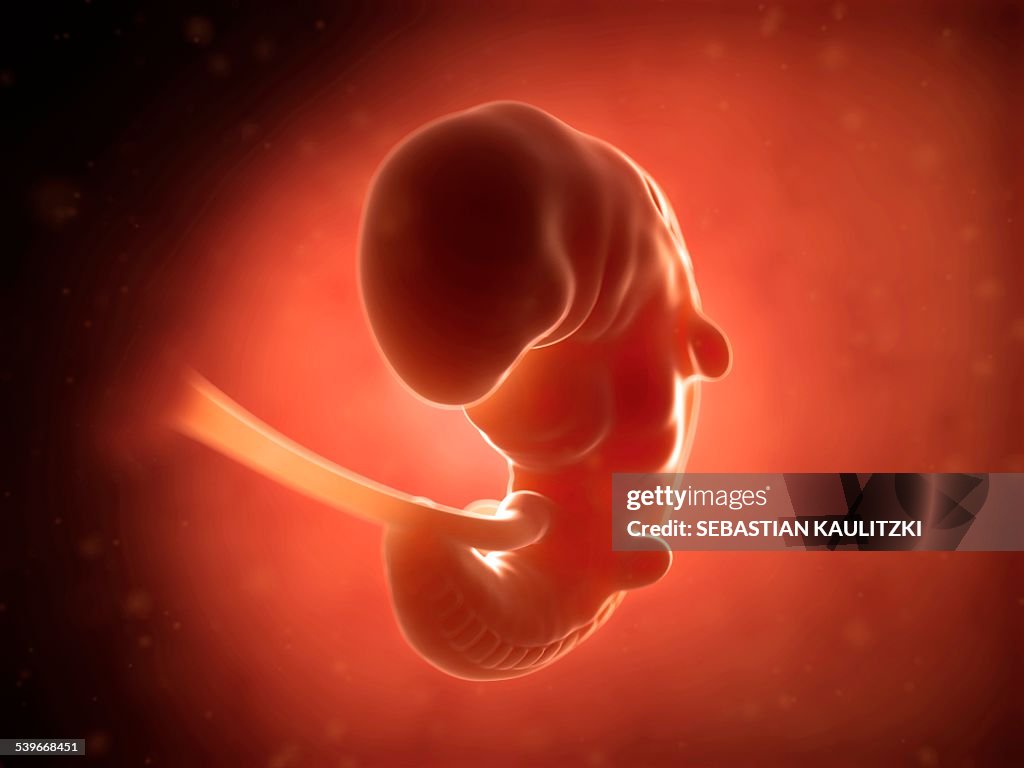 Human fetus at 1 month, illustration