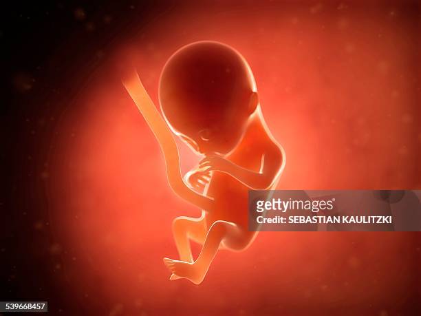 human fetus at 4 months, illustration - animal fetus stock illustrations