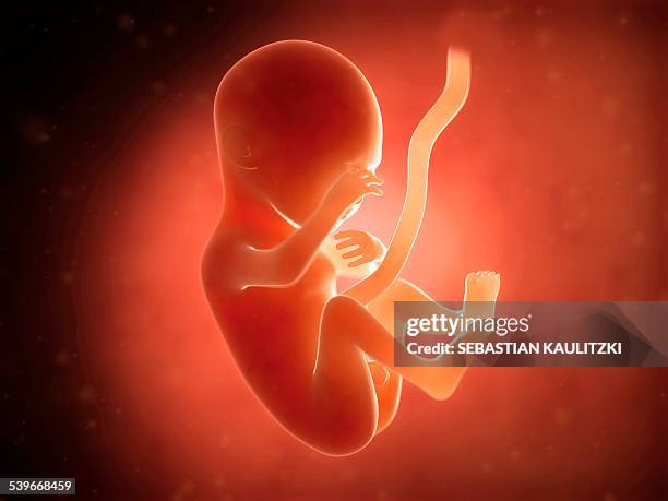 human fetus at 5 months, illustration - 5 months fetus stock illustrations