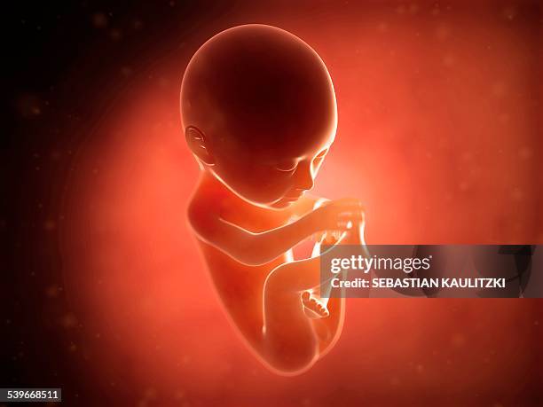 human fetus at 6 months, illustration - animal fetus stock illustrations