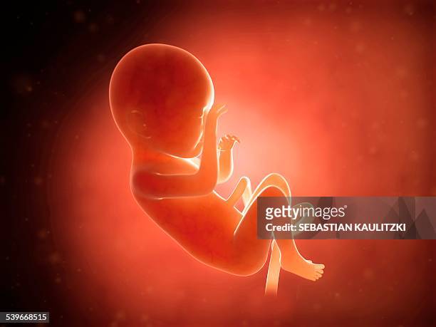 human fetus at 7 months, illustration - umbilical cord 幅插畫檔、美工圖案、卡通及圖標
