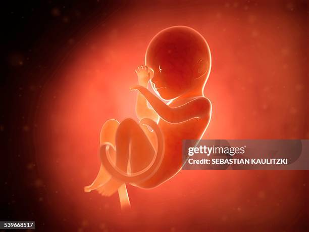 human fetus at 7 months, illustration - animal fetus stock illustrations