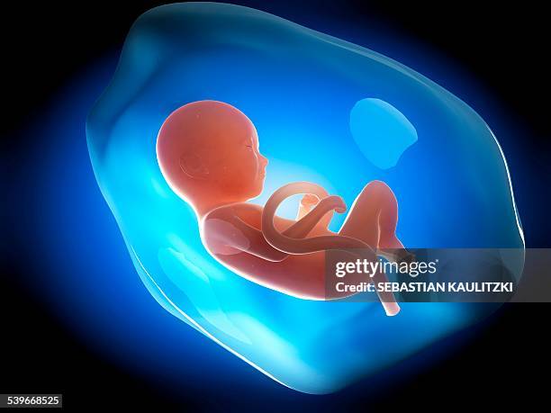 human fetus at 9 months, illustration - animal fetus stock illustrations