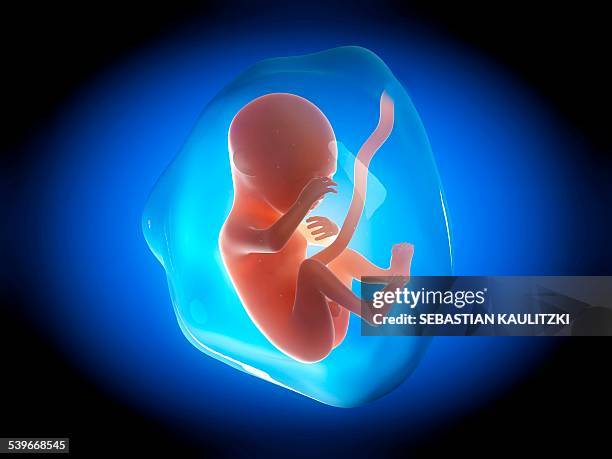 human fetus at 5 months, illustration - 5 months fetus stock illustrations