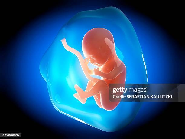 human fetus at 5 months, illustration - 5 months fetus stock-grafiken, -clipart, -cartoons und -symbole