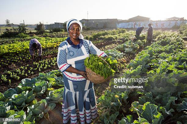 zuversichtlich afrikanische frau in den gemüsegarten - landwirtschaft afrika stock-fotos und bilder