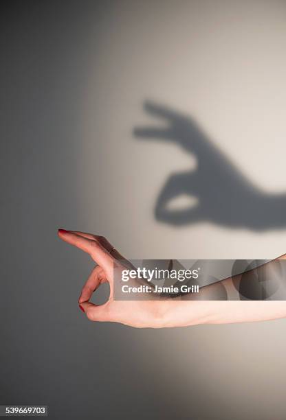 shadow rabbit - rabbit animal stock pictures, royalty-free photos & images