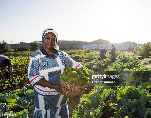 zuversichtlich afrikanische frau in den gemüsegarten - xhosa volk stock-fotos und bilder