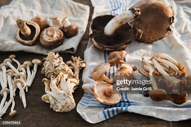 53 Shiitake Maitake Stock Photos and High-Res Images - Getty Images