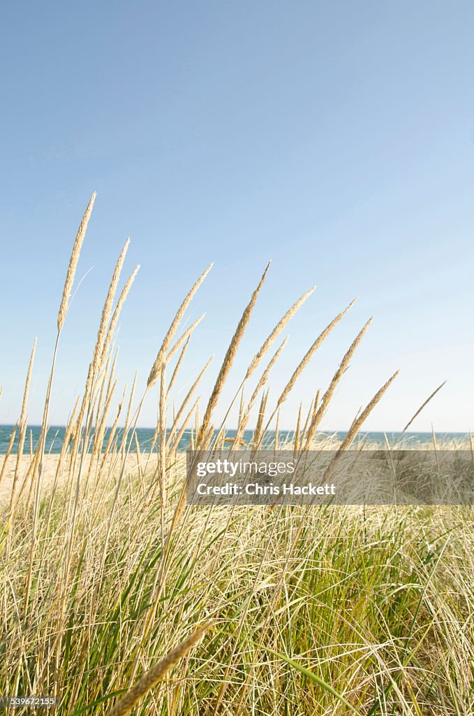 USA, Massachusetts, Nantucket, Close-up shot of stems of marram grass with sandy beach in background 