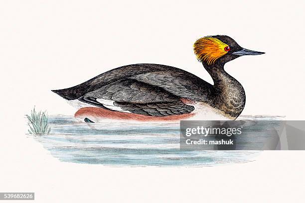 eared grebe bird - black necked grebe stock illustrations