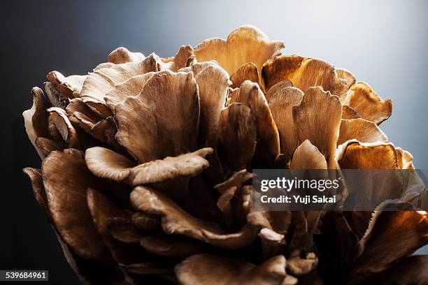 244 Maitake Mushroom Stock Photos and High-Res Images - Getty Images