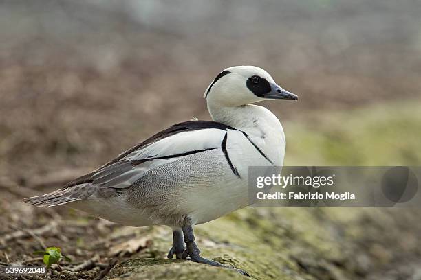 Smew In Flight 192 Smew Duck Stock Photos, High-Res Pictures, and Images - Getty Images