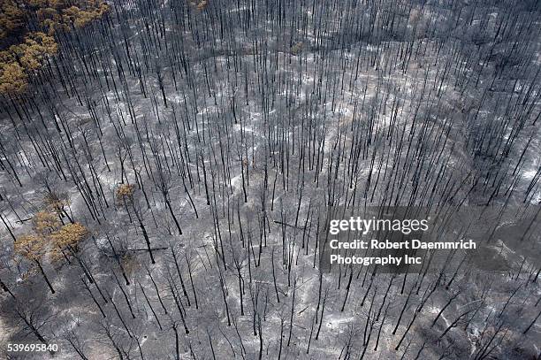 Aerials of fire damage in Bastrop County, TX where wildfires last week claimed 38,000 acres and over 1,500 homes with two deaths reported. The trees...