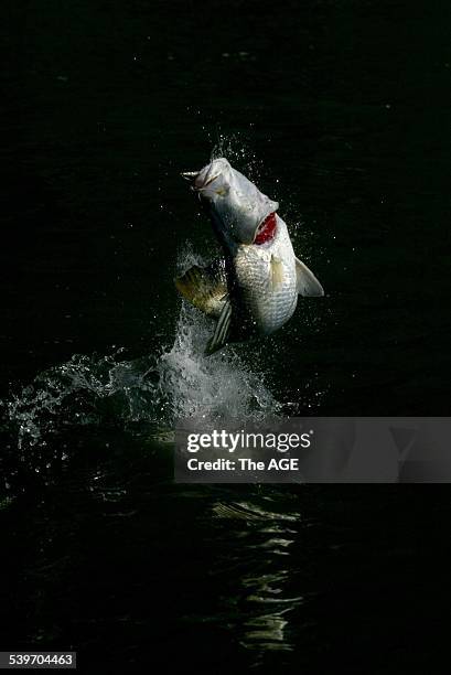 Barramundi fishing on the Tompkinson River in NT Arnhem Land, Barramundi caught within 45 minutes of getting off the Plane from Darwin, 16 June 2005....