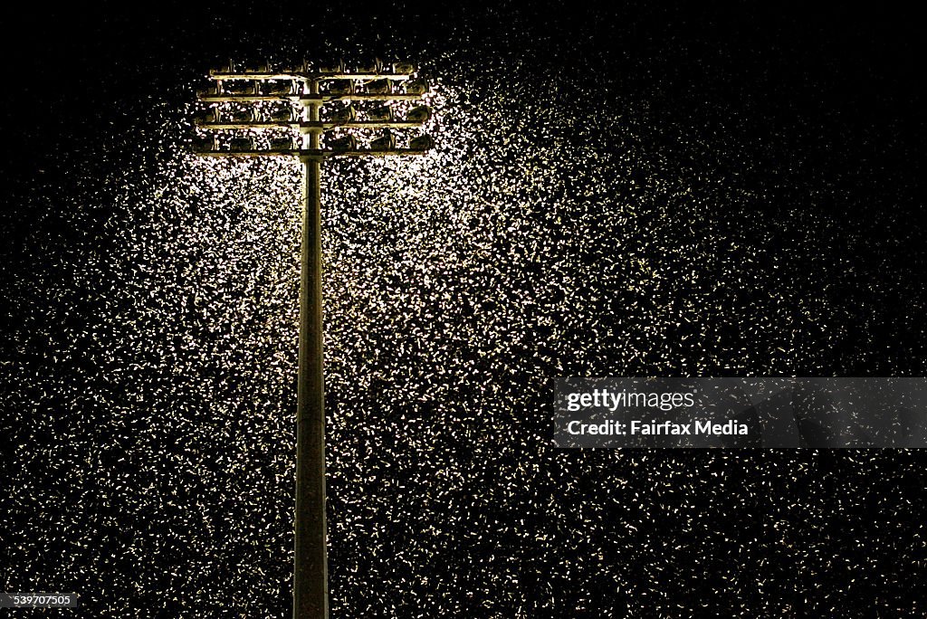 Thousands of moths swarm around flood lights at the Newcastle United Jets home g
