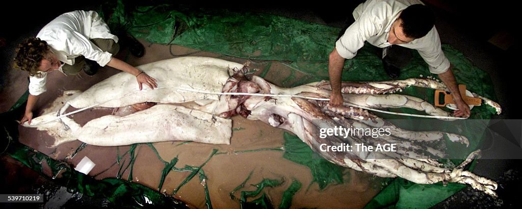 Rebecca McIntosh and Dr Mark Norman from the Melbourne Museum, measure a giant s