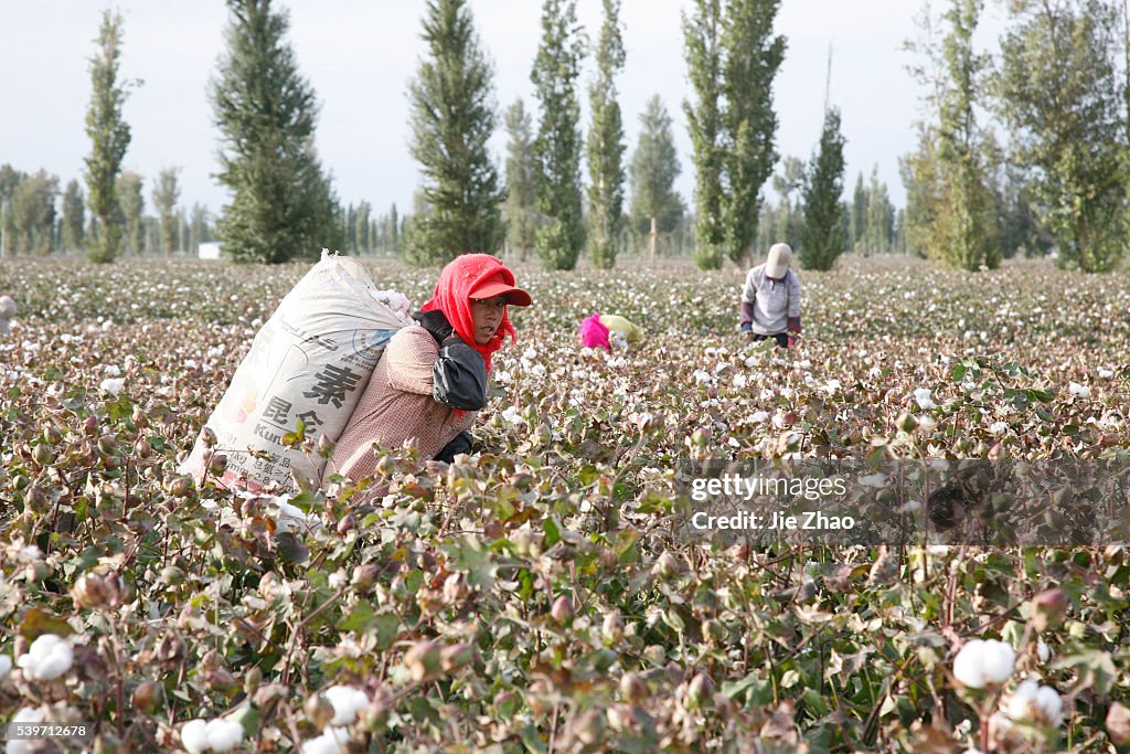 A farmer transports picked cotton on a farm on the outskirts of Hami, Xinjiang Uighur Autonomous Region