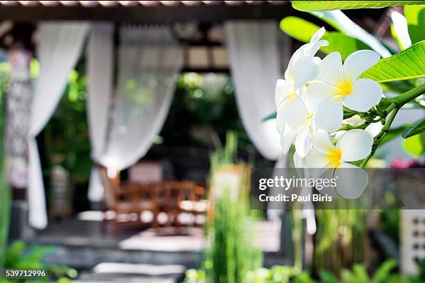 frangipani flowers in foreground, relaxing place  in background, bali - sanur bildbanksfoton och bilder