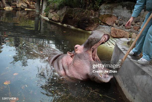 Keeper bruches for a hippo named Yuanyuan at Shanghai Zoo in Shanghai November 3, 2010. There are three hippoes in the zoo. They have their teeth...