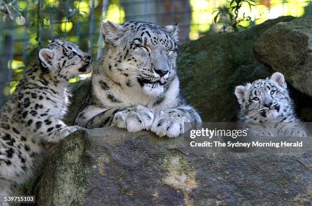 Taronga Zoo welcomes 2 snow leopard cubs, that were born in the zoo's breeding program. They are pictured with their mother on the first day of the...